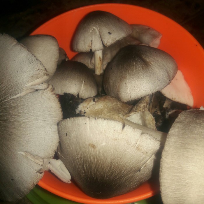 

New sayur jamur kolangkaling 1kg