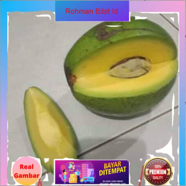 Bibit alpukat miki cepat berbuah induk sudah berbuah