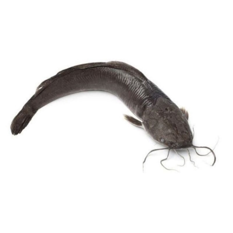 

IKAN LELE KONSUMSI