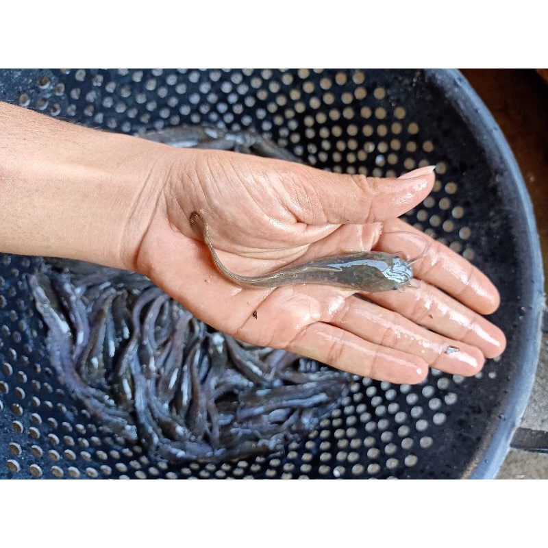 bibit lele uk 12cm harga per 100 ekor