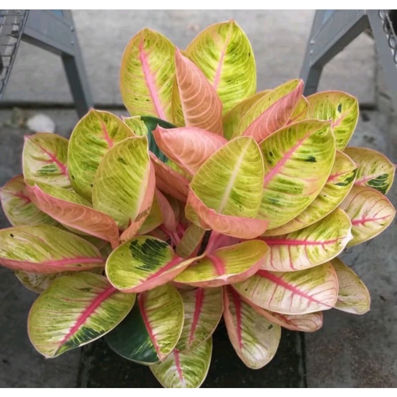 Bonggolan Aglonema Goliath