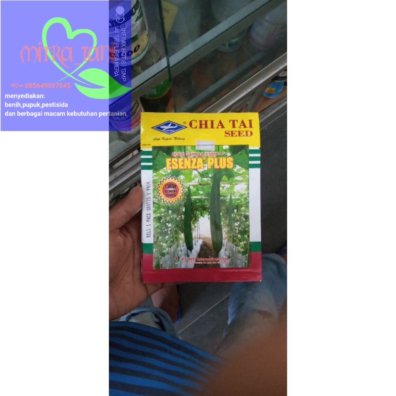 benih gambas oyong ESENZA PLUS F1 10gram dari CAP KAPAL TERBANG