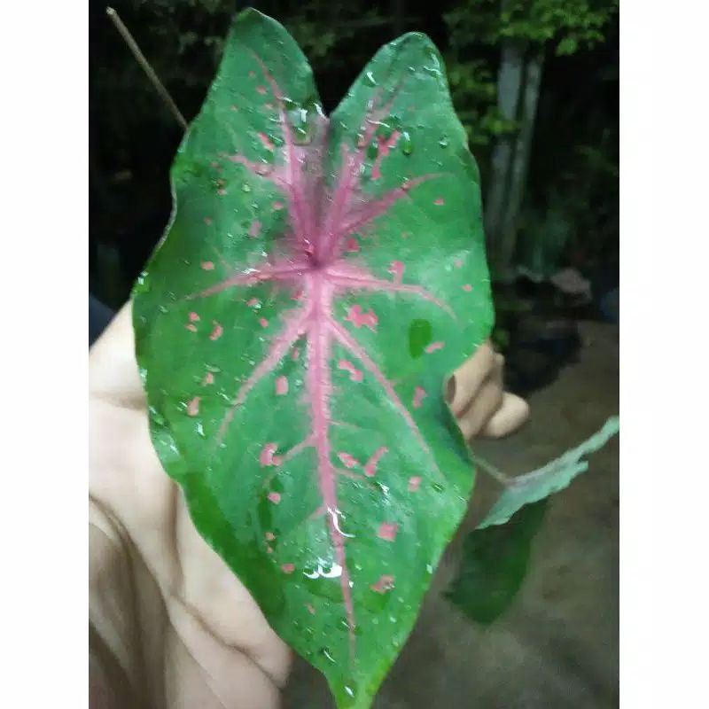 KELADI LIPSTIK BINTIK MERAH