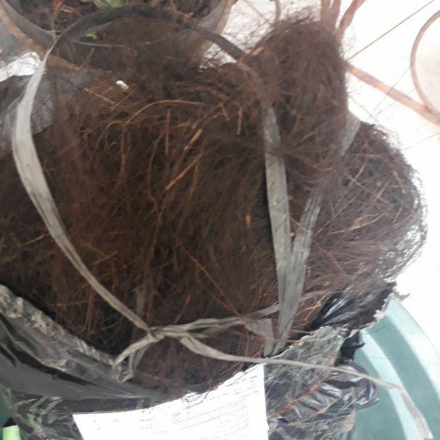 Tali Ijuk Pengikat Anggrek Bambu Gazebo Per Ikat