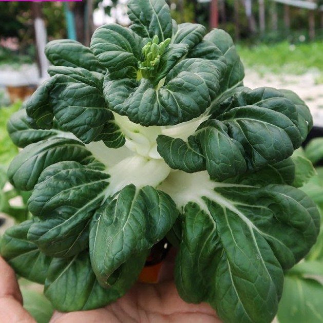 50 Bibit Sawi Baby Pakcoy Nai Bai Benih Sayuran Mini Toy Choy Known You Seed - Tanaman Sayur Unggul