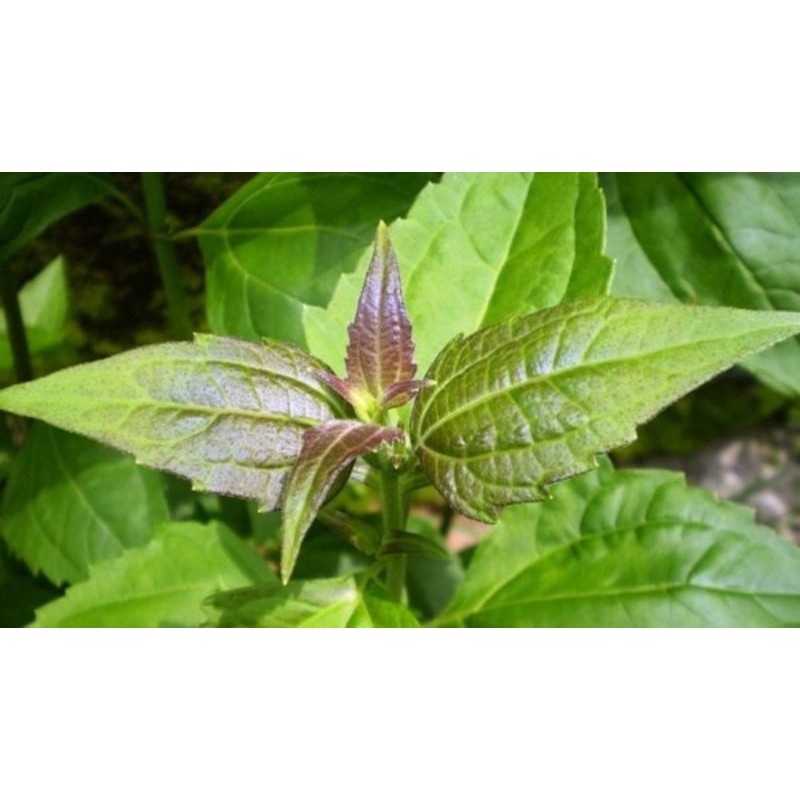 

Daun Kirinyuh segar 1kg Daun Kopasanda Segar herbal alami