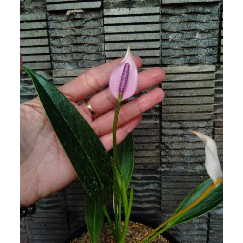 Tanaman Hias Anthurium Mini Ungu