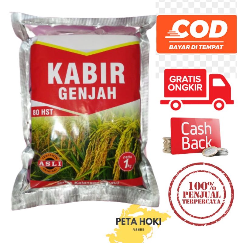 Benih padi Kabir Genjah