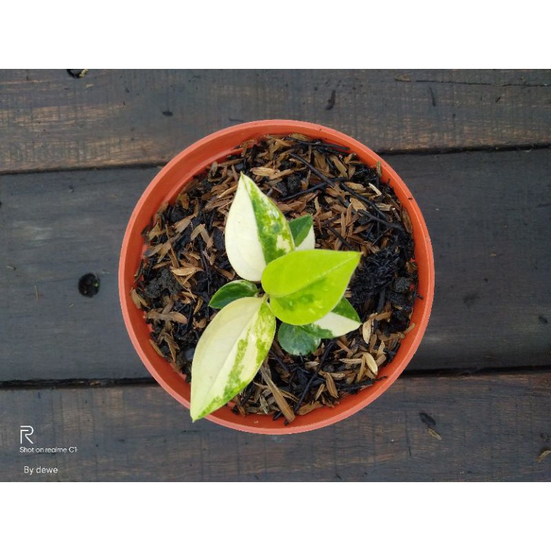 Paket jenmani Varigata 1