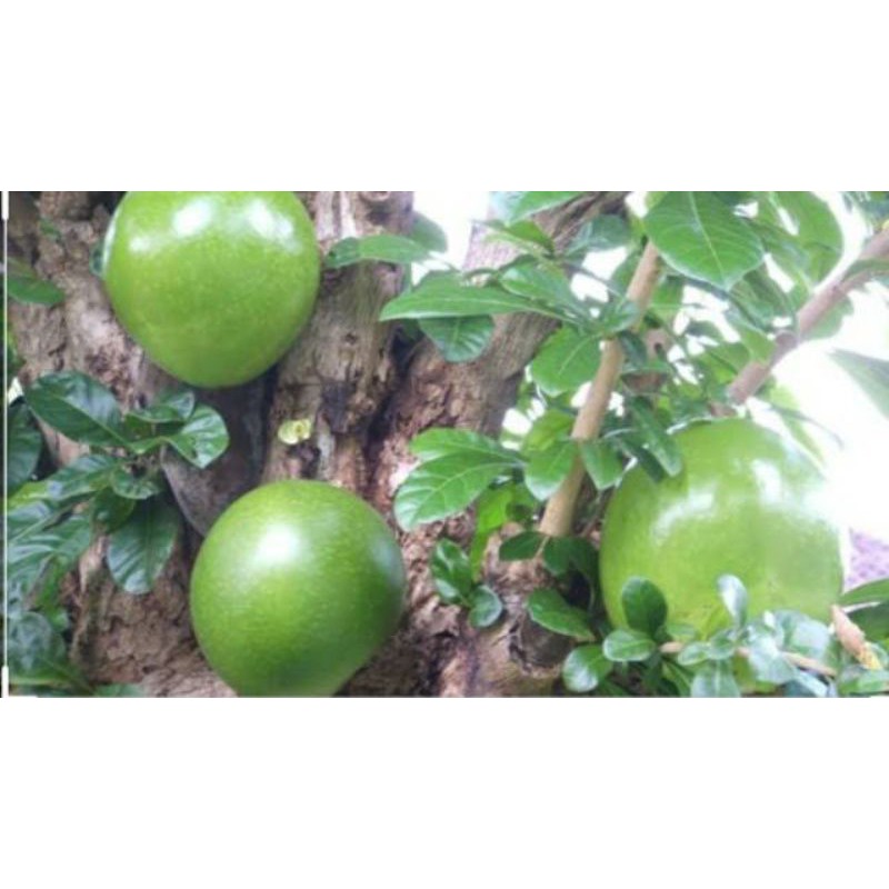 

BUAH Maja BERENUK BUAH MAJA PENGOBATAN HERBAL