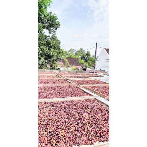 

Green Bean Kopi Arabika Kayumas Grade 1 - Natural Process
