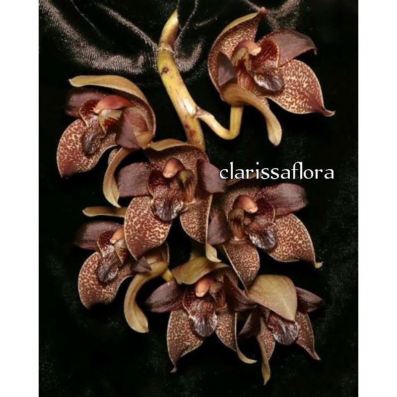 SEEDLING ANGGREK DENDROBIUM GRAMMATOPHYLLUM