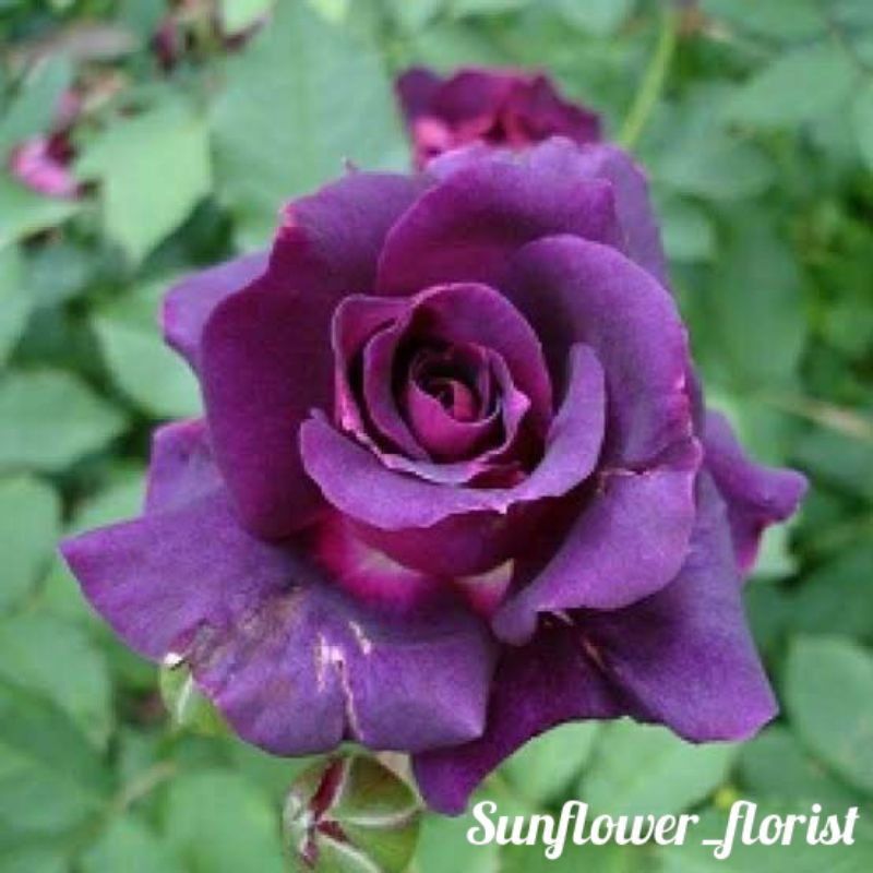 Bibit Bunga Mawar Ungu Tua