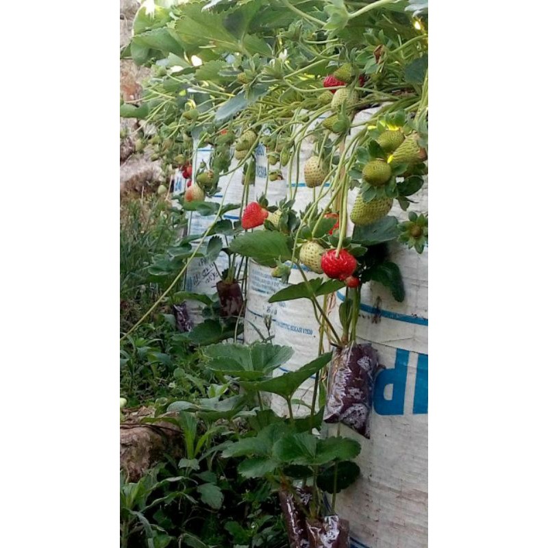 

bibitstrowberry
