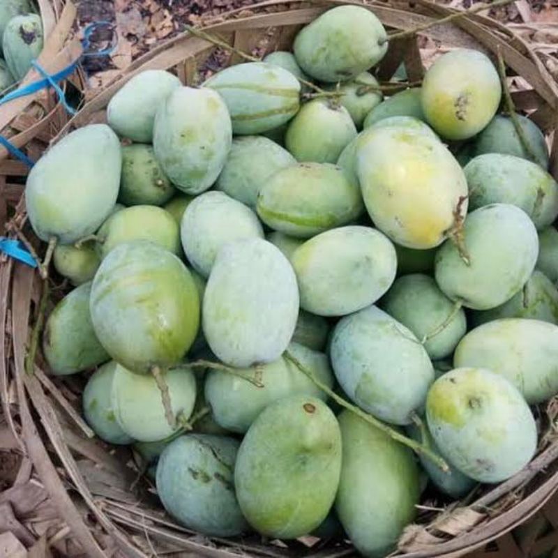 

mangga Indramayu mengkel