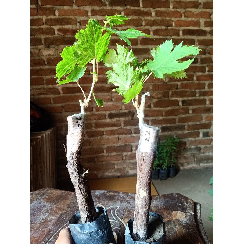 bibit anggur impor ninel super