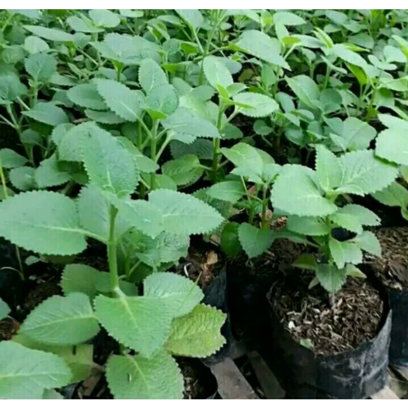 Jual Bibit Tanaman Daun Jinten Putih Pohon Jinten Putih Shopee Indonesia