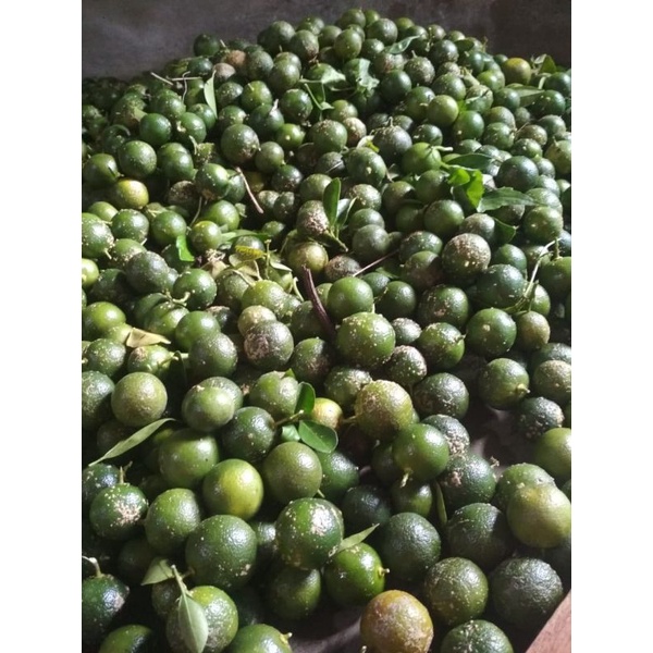 

JERUK KASTURI/LIMAUO /JERUK SAMBAL MURAH ASLI KALBAR 500GRAM