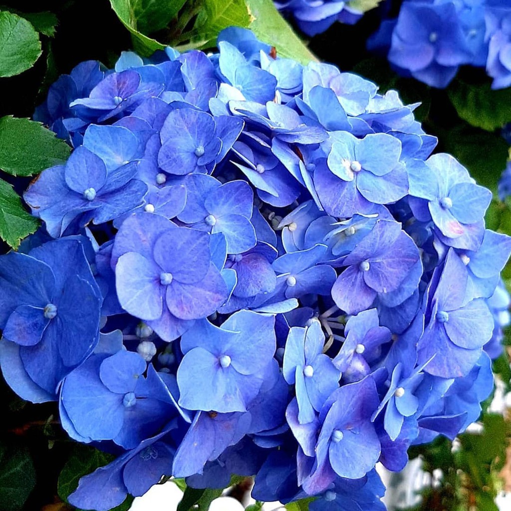 TANAMAN HIAS TAHAN PANAS Hortensia bunga biru | Shopee ...