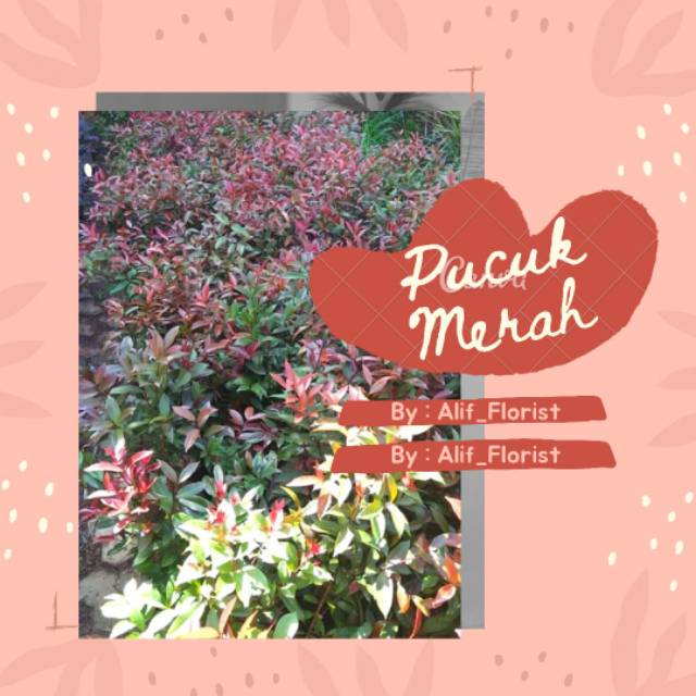 Bunga Pucuk Merah