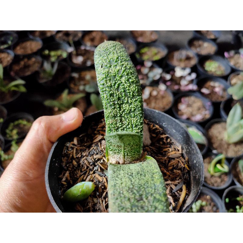 Suculen kaktus Gasteria/ sukulen gasteria green