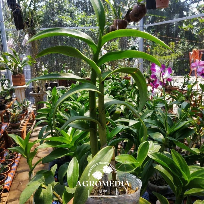 (DEWASA) Anggrek Dendrobium Keriting Dewasa