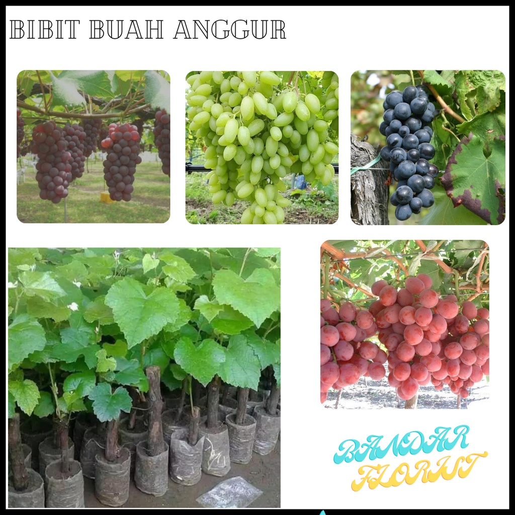 bibit buah anggur 4 varian - bibit buah anggur - 4 varian