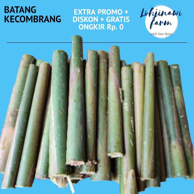 

LJ Batang Kecombrang Segar 1kg