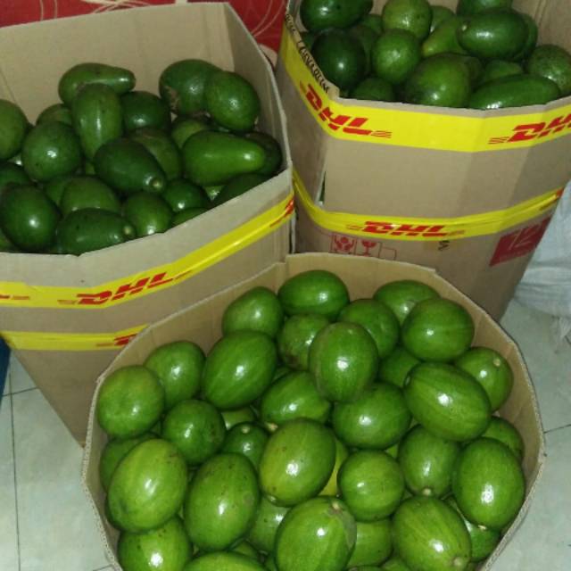 

Alpukat mentega