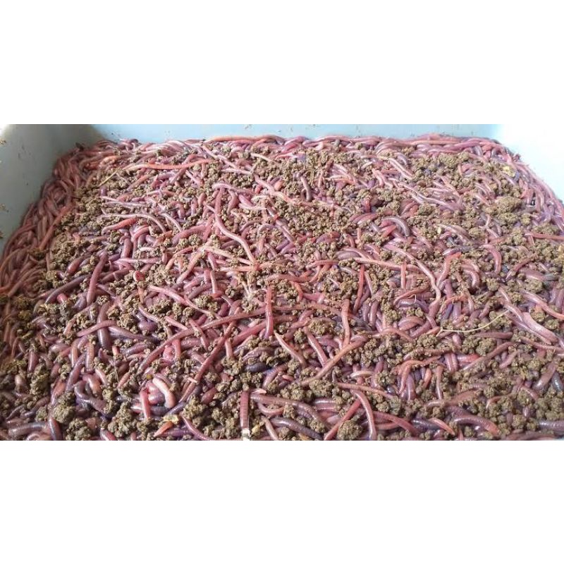 Cacing Tanah Hidup Fresh Per 100 Gram