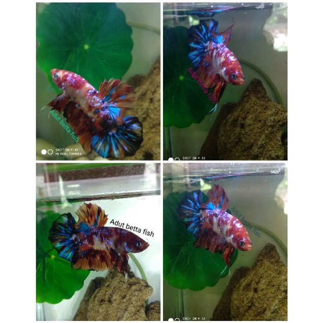 Ikan cupang plakat nemo multyxi