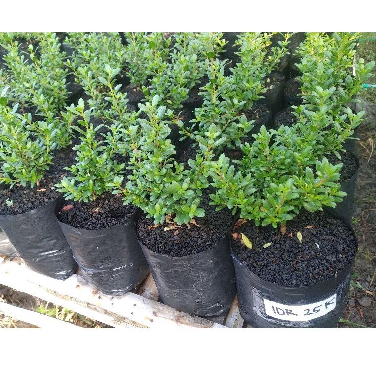 Premium.. Bibit santigi mawar super medium, dari semai biji. Edisi khusus, Murah berkualitas 100