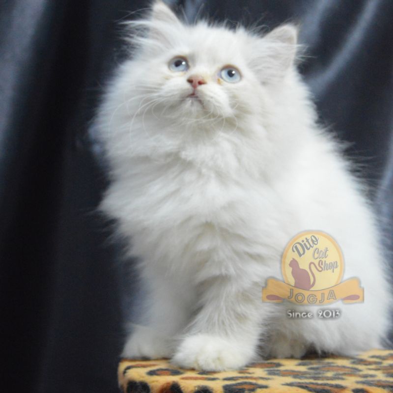 Kucing Persia Kitten Ragdol Himalaya Peaknose Flatnose Maincoone