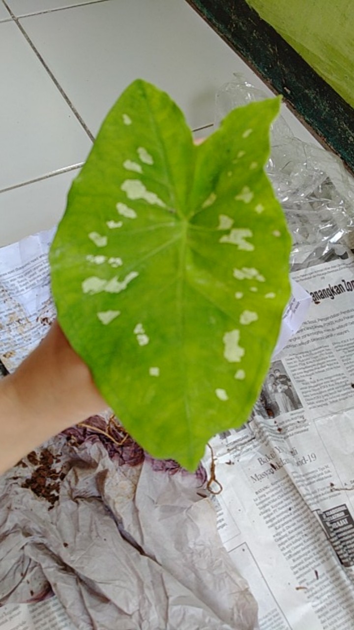 Tanaman Hias Keladi Army/caladium Army