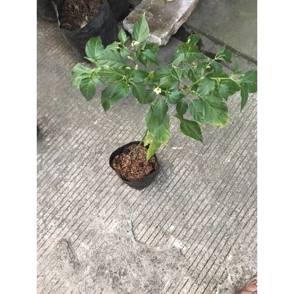 Pohon Cabe Rawit Setan