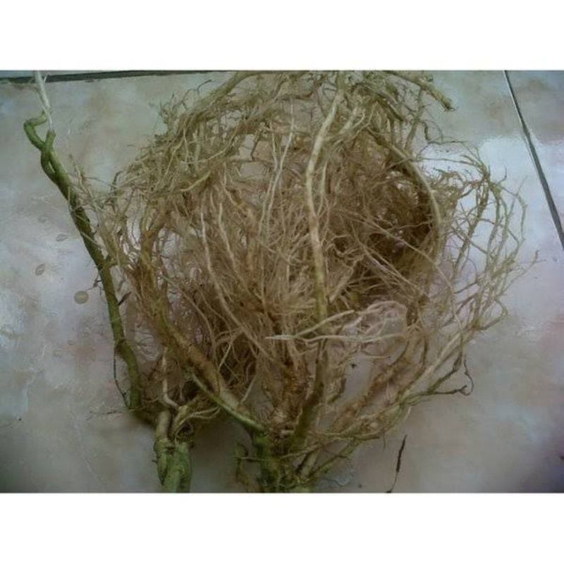 

Akar Cepokak Akar Takokak 500gram