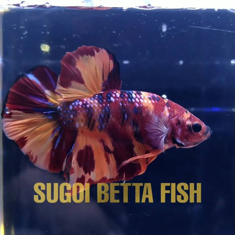 cupang nemo galaxy | betta nemo galaxy