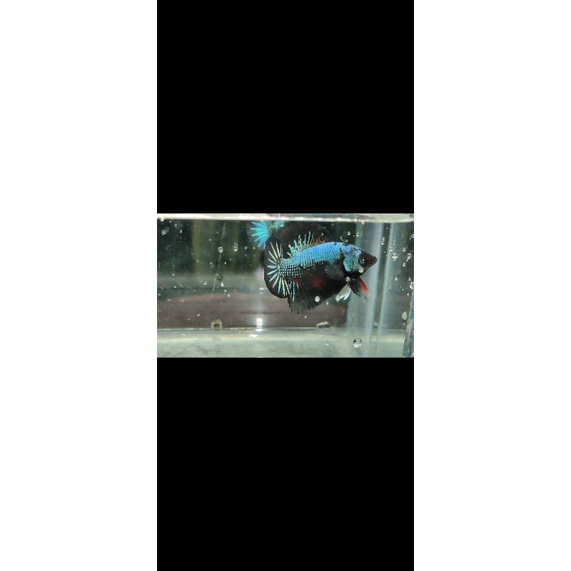 Ikan Cupang PK avatar