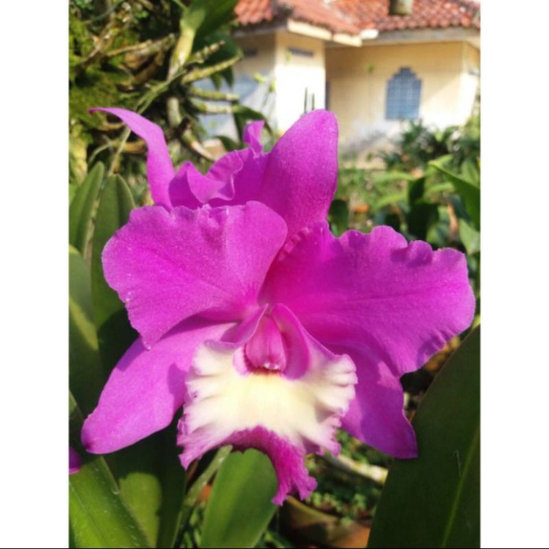 Anggrek cattleya dewasa