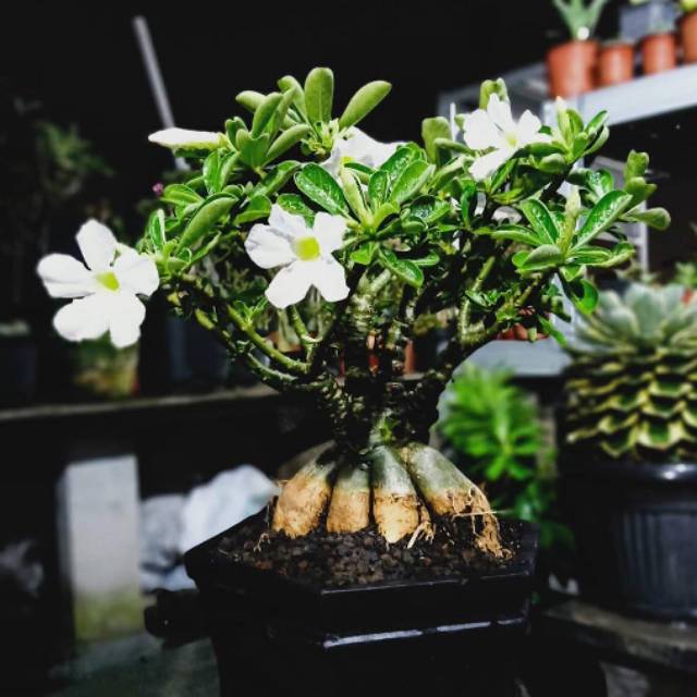 Adenium Cabser Super "Bunga Putih"