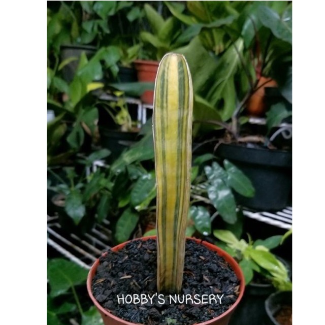 Sansevieria Hallii Baseball varigata