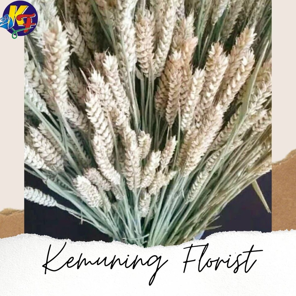 Bunga gandum bulu kering/ gandum kering import/ dried flower