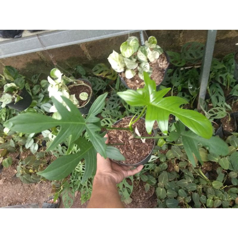 TANAMAN Hias pilodendron merpati
