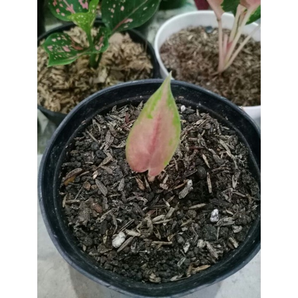 aglonema lod baby anakan real pict real picture foto asli