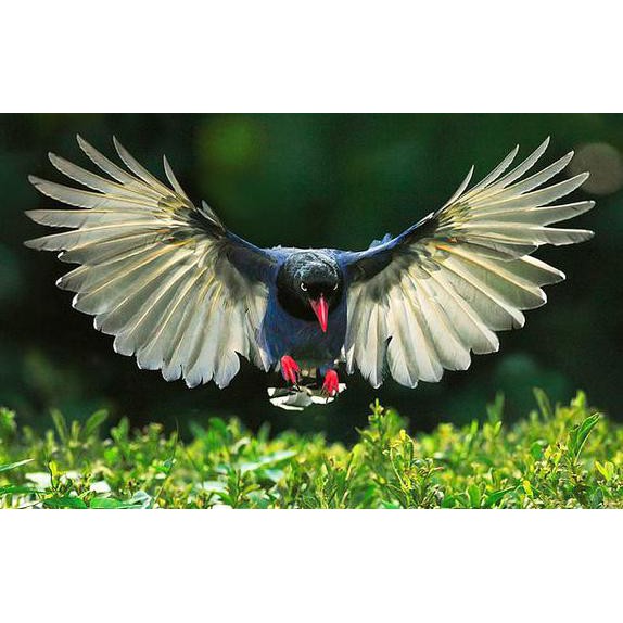 510 Gambar Burung Elang Keren HD Terbaik