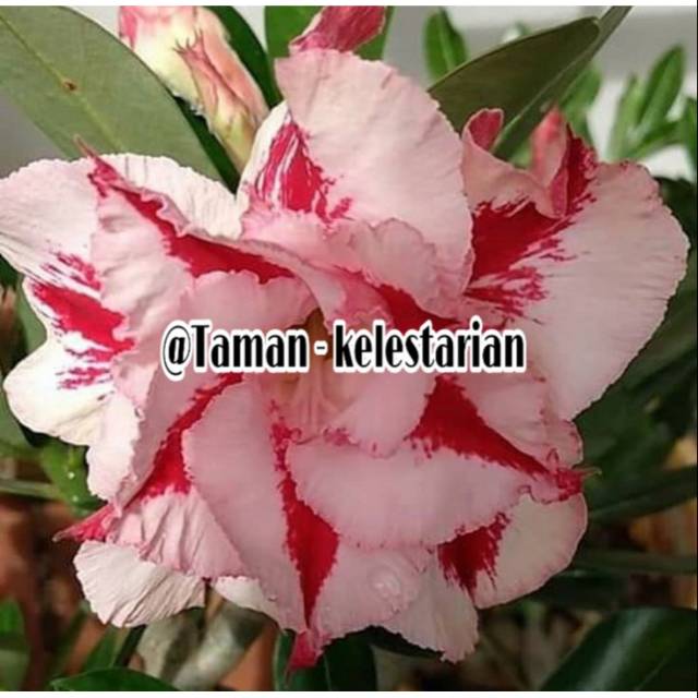 Bibit kamboja bunga putih merah - tanaman hias adenium kamboja