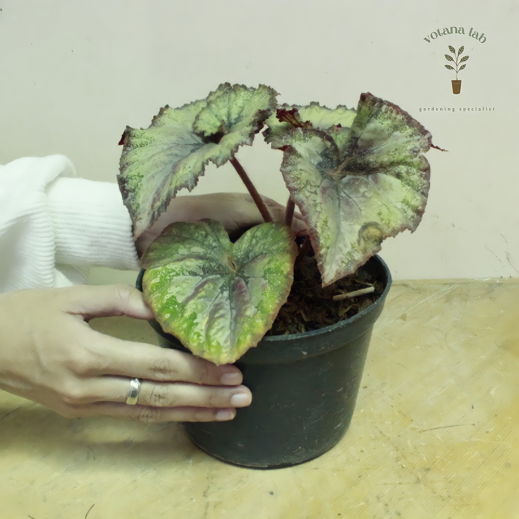 Begonia Escargot - Begonia Keong - Keong Badu Size Baby