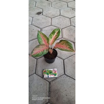 aglaonema golden baby