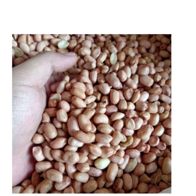 

Kacang Tanah
