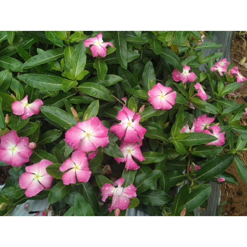 Benih Bibit Biji - Bunga Vinca Sultan Nirvana White Splash Rare Jenis Langka Flower Seeds - FRESH SEEDS